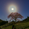 MOON LIGHT