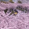 みなとみらい桜