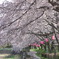 桜まつりの提灯と
