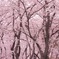桜カーテン