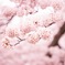 人のような花