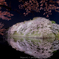 SAKURA reflection