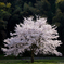 桜、輝く