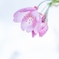 初桜・・・♬