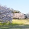 桜咲く