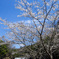 滝と桜