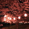 夜桜と恋人