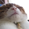 ダルマ猫