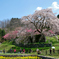 樹齢300年の又兵衛桜