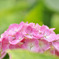 紫陽花