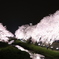 夜桜