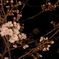 夜桜