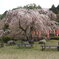 枝垂れ桜