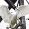 錦野旦鳥
