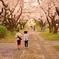 桜の帰り道