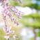 桜　四分咲きくらい