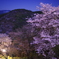 吉野・夜桜