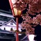 夜桜