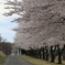 桜並木