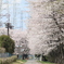 工業団地の桜
