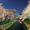 夜に桜を撮りました