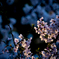 magic hour