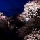 夜桜