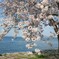 琵琶湖岸の桜