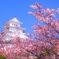 姫路城〜桜〜