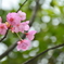 車折神社の桜３
