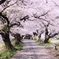 2017桜2