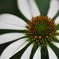 Echinacea purpurea