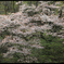 山櫻