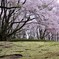 苔と桜と