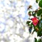 椿　紅一点