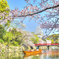 桜舞う姫路城 #1