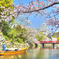 桜舞う姫路城 #2
