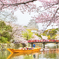 桜舞う姫路城 #5