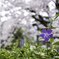 北沢緑道で花見１