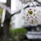 北沢緑道で花見２
