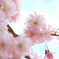 八重桜かな。