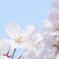 桜ドアップ