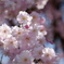 枝垂桜