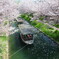 桜散る川で