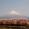 富士宮　潤井川河川敷
