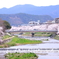 春の鴨川