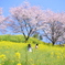 桜と菜の花