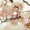 桜②