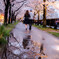 春雨の桜道