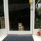 店番ねこ
